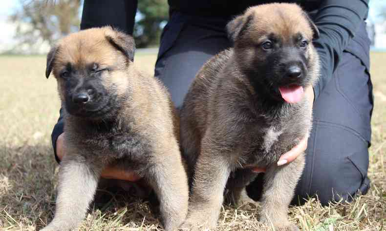 Imagem dos cachorros da Polcia Civil