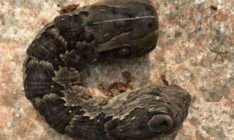 O animal possui duas cabeas parecidas ao de uma cobra(foto: Reproduo/Youtube)