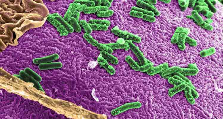 microbiota intestinal