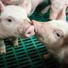 Dois rins de porco são transplantados para humano nos Estados Unidos