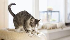Por que gatos 'amassam pozinho'? A curiosa massagem que os felinos fazem nos donos e superfcies