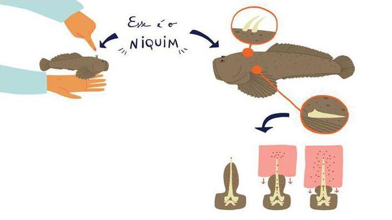 Ilustrao feita por cientistas da BBC mostra o niquim e onde esto localizados os espinhos que inoculam o veneno