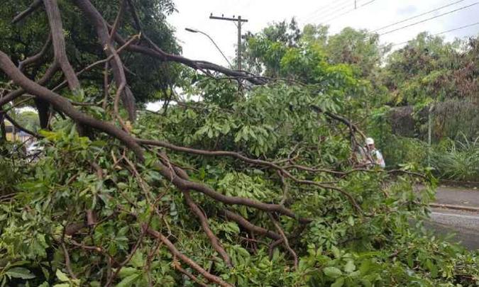Árvore cai e interrompe tráfego no Barreiro(foto: Defesa Civil / Divulgação) Árvore cai e interrompe tráfego no Barreiro(foto: Defesa Civil / Divulgação)