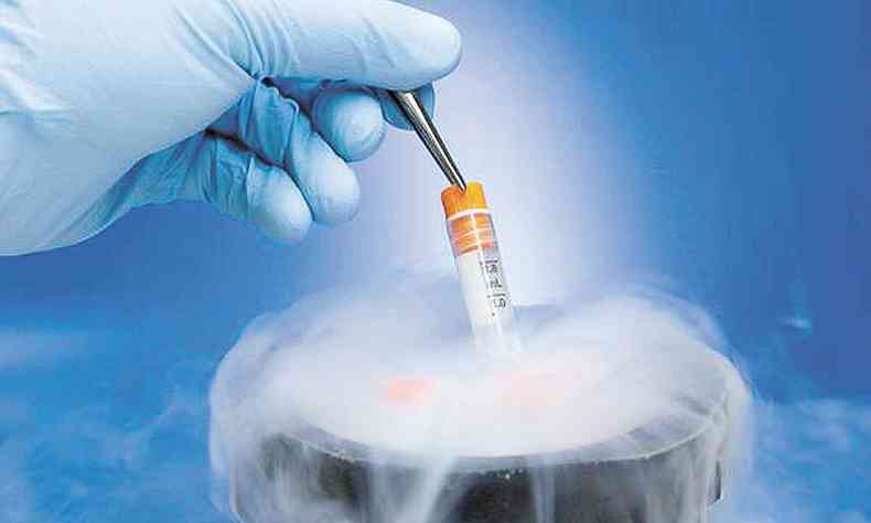 Transferncia de embries 