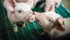 Dois rins de porco so transplantados para humano nos Estados Unidos