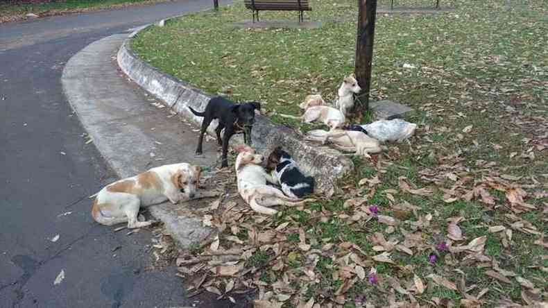 Um dos animais no resistiu e morreu(foto: Facebook/Reproduo)