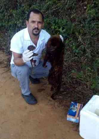A doena foi confirmada em dois primatas encontrados mortos(foto: Prefeitura de Alm Paraba / Divulgao)