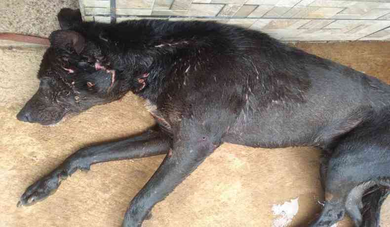 Cachorro de plo escuro deitado, com ferimentos na cabea e no pescoo