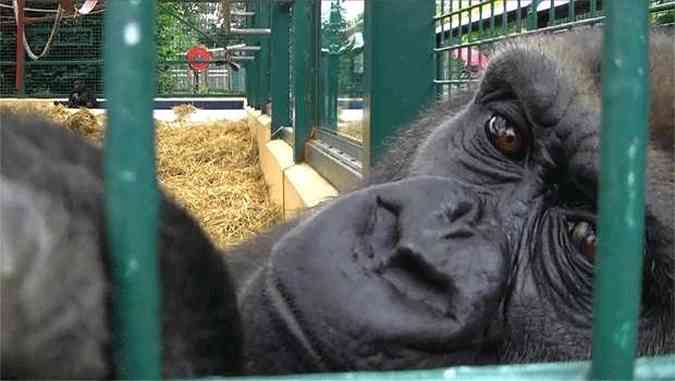 A gorila Kifta  uma das duas vivas deixadas por Idi Amin na Fundao Zoo-Botnica(foto: Lorna Wanless/Divulgacao - )