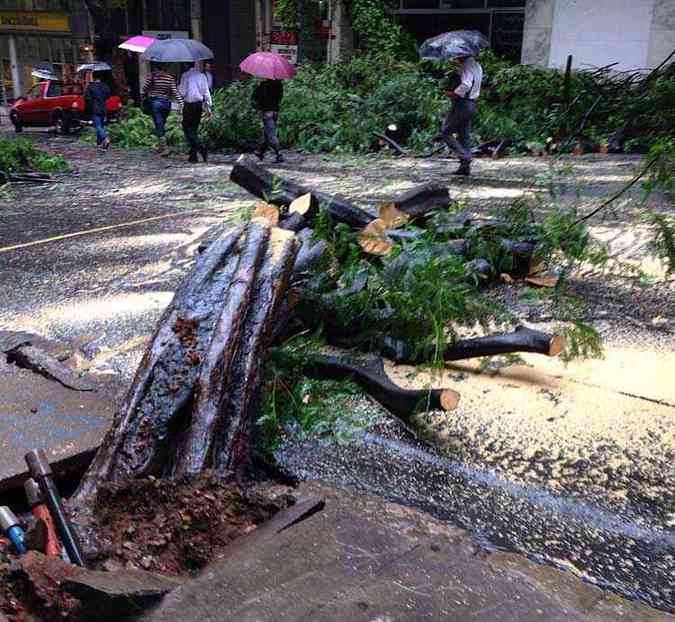 rvore que caiu na Rua Goitacazes na manh desta segunda-feira(foto: Edsio Ferreira/EM DA Press)