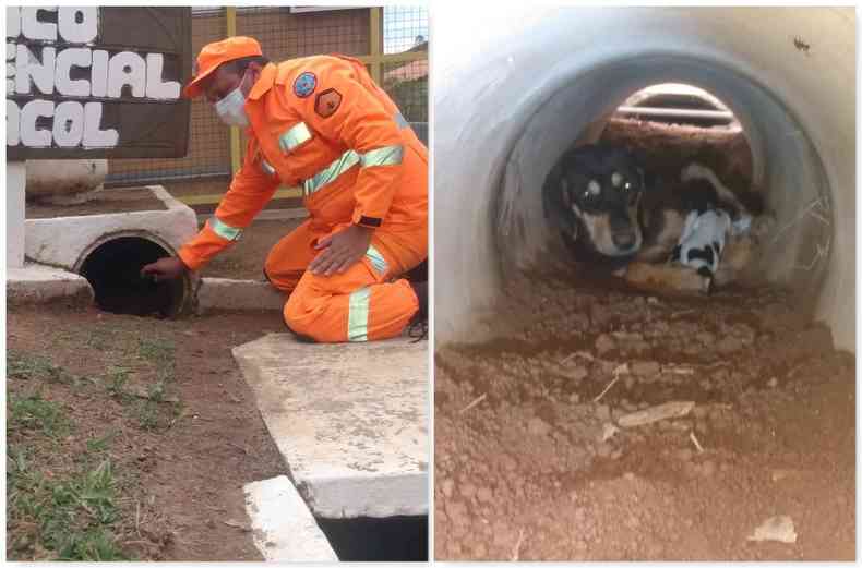 Animais foram resgatados a cerca de dois metros de profundidade dentro de uma manilha 