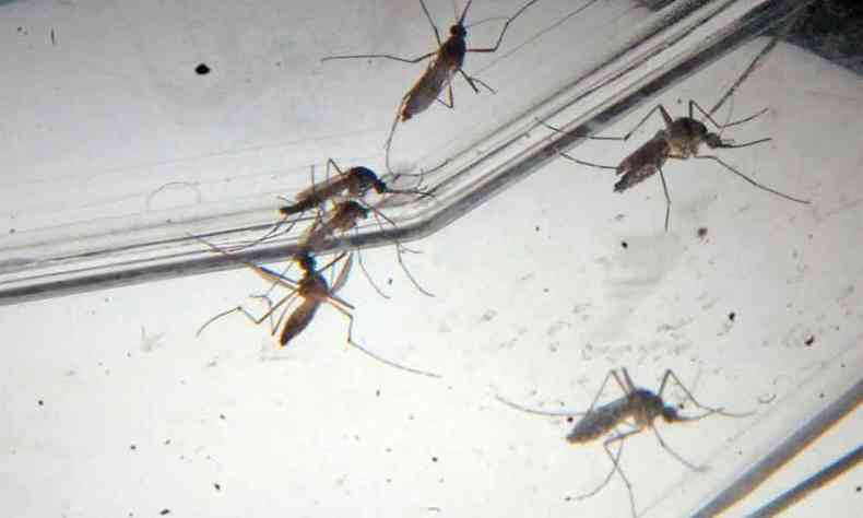 Aedes aegypti: Ministrio da Sade alerta para o risco de proliferao na rea do desastre de Brumadinho(foto: Juarez Rodrigues/EM/D.A Press - 9/2/09)