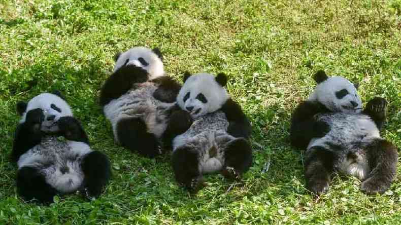 Os pandas gigantes no so mais classificados pelas autoridades chinesas como 'ameaados de extino', mas ainda so considerados 'vulnerveis'(foto: Getty Images)