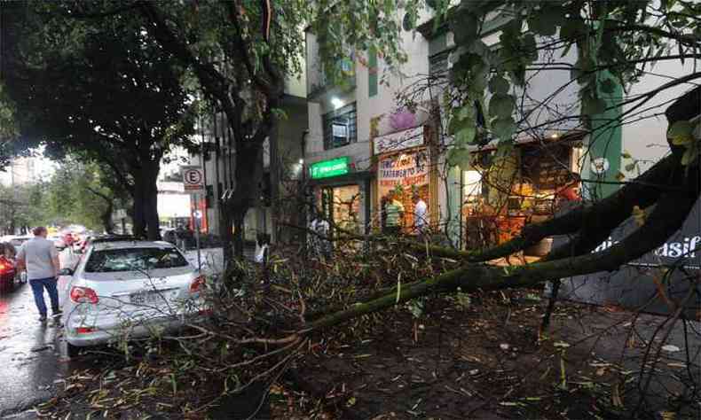 rvore caiu na Avenida Brasil com Rua Padre Rolim durante o temporal: foram 33 chamadas ao Corpo de Bombeiros devido a quedas ou ameaas(foto: Leandro Couri/EM/DA Press)