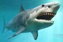 A razão por trás do misterioso desaparecimento do megalodonte, o maior tubarão que já existiu
