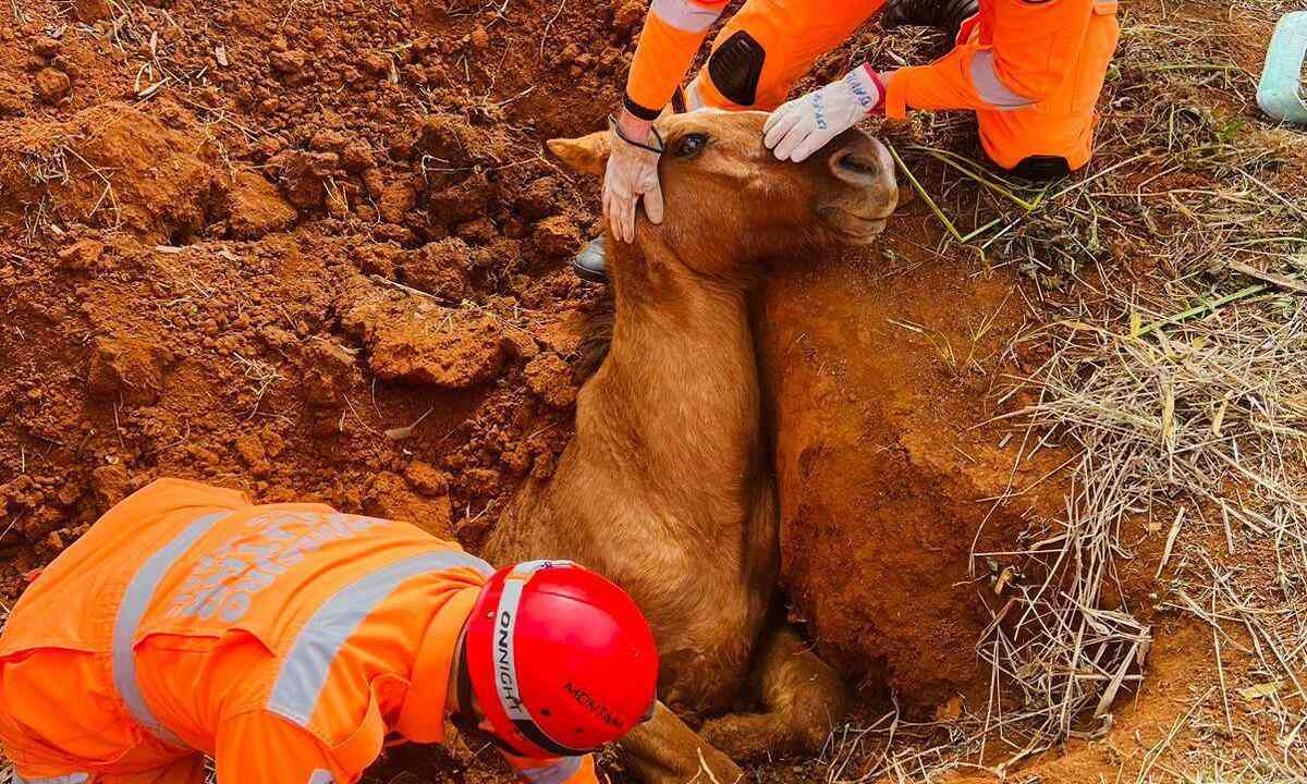 Saiba como são transportados os cavalos para os Jogos