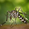 Estudo da UFMG: sandália de juta contra dengue, zika e chikungunya