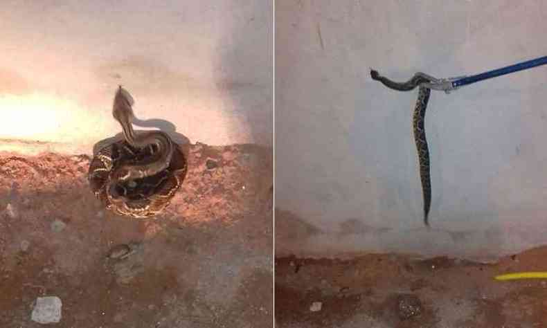 Aps a captura, bombeiros libertaram a serpente em seu habitat natural(foto: Corpo de Bombeiros/Divulgao)