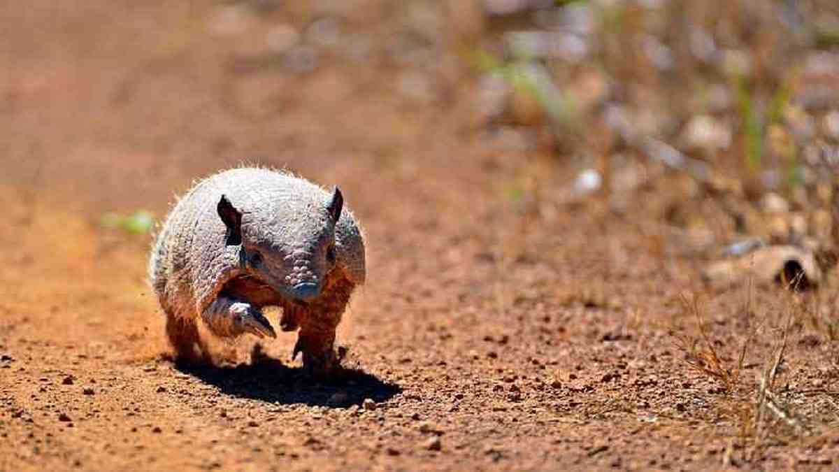 O logotipo da mascote de jogos de gatos do deserto