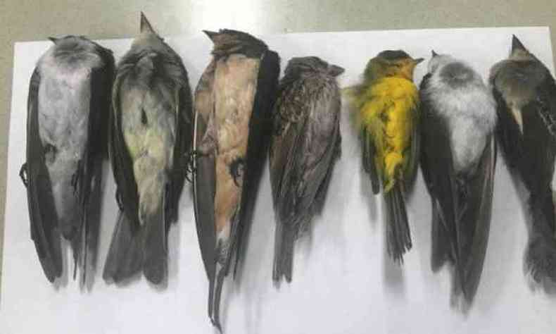 A maior parte das aves so andorinhas, papa-moscas e toutinegras(foto: Alisson Salas/ New Mexico State University)