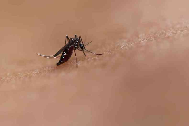 Dengue permanece como preocupao, apesar de baixa de casos neste ano(foto: NIAID)