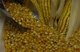 No Mercado Central, praticamente n�o houve varia��o de pre�o, em 12 meses, para o item mais utilizado nas receitas t�picas de inverno (foto: Jair Amaral/EM/D.A Press)