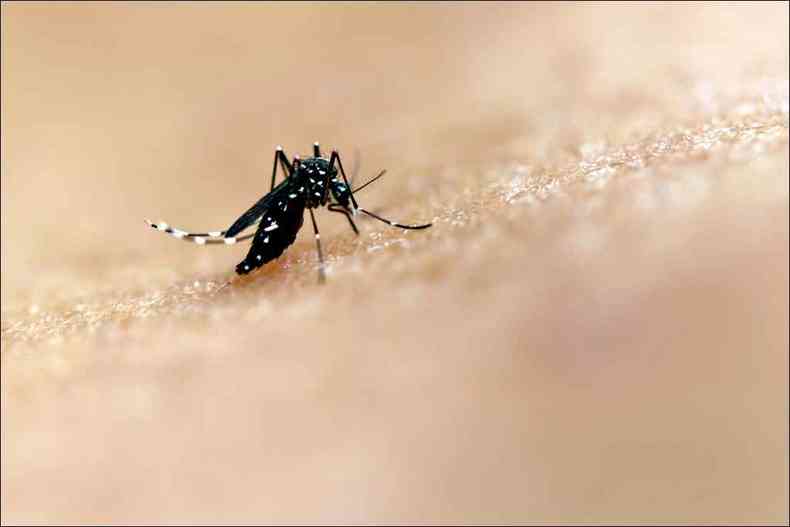 A prefeitura da cidade da Grande BH intensificou o combate ao mosquito Aedes aegypti(foto: NIAID/Divulgao)