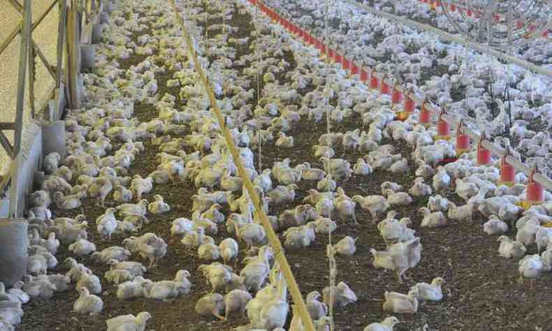 Avimig estima mortandade de 36 mil frangos por hora(foto: Maria Tereza Correia/EM/D.A Press)