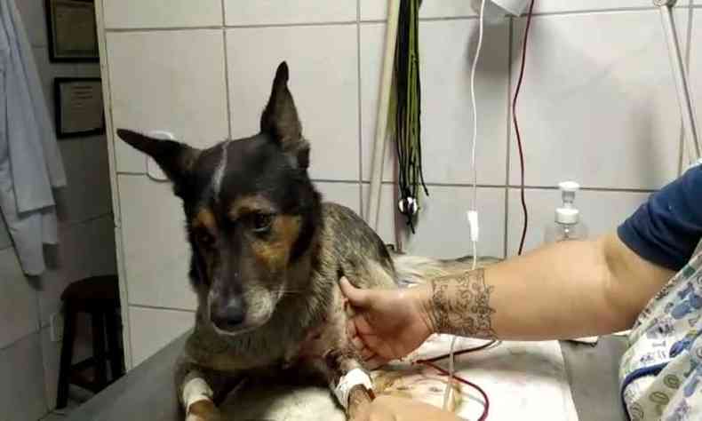 Cachorro  esfaqueado durante briga(foto: Canal Sul das Gerais/divulgao)