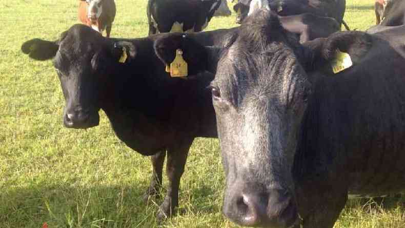 Brasil chega a exportar vacinas veterinrias a paises da Amrica do Sul, diz Ministrio da Agricultura(foto: BBC)