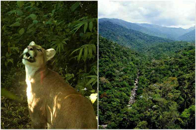 Ona parda  capturada nas armadilhas fotogrficas colocadas no Parque Nacional do Itatiaia(foto: Clarissa Rosa e Antnio Queiroz)