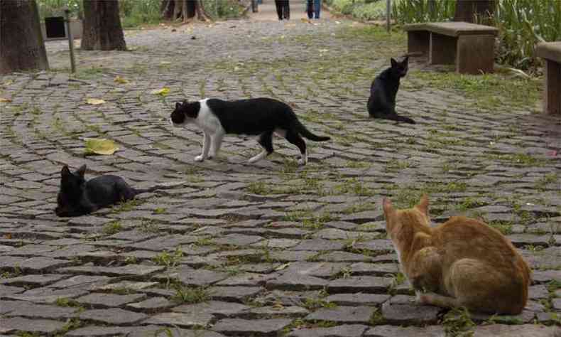 Maioria dos gatos que vive no Parque Municipal foi vtima de abandono ou nasceram de gatas que foram abandonadas ainda na gestao(foto: Jair Amaral/EM/DA Press - 30/11/2011)
