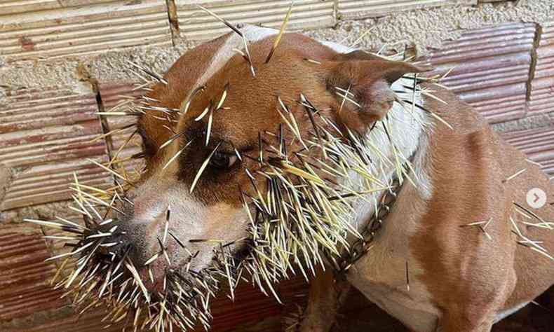 Cachorro machucado com espinhos
