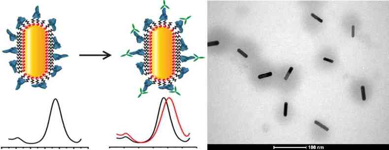 O desenho  esquerda representa a mecnica do teste com a nanopartcula de ouro.  direita, uma microscopia eletrnica do nanossensor. Nela, os nanobastes de ouro so representados pelos pontos mais escuros(foto: Montagem com imagens de FV de Oliveira ( esquerda) e do Centro de Microscopia da UFMG)