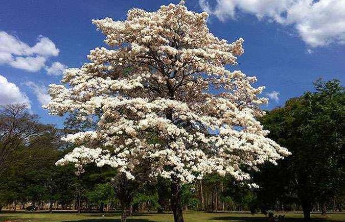 (foto: Aline Bravim/CB/D.A Press)