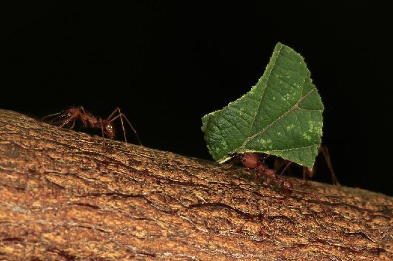 Saúvas aceleram suas atividades antecipando a chegada de um temporal(foto: Getty Images) Formiga cortadeira, também chamada de saúvas (Atta sexdens), carregando folha sobre tronco de árvore