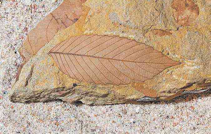 Análise de fósseis de folhas permitiu recriar o que ocorreu com a vegetação do planeta depois da extinção dos dinossauros (foto: BENJAMIN BLONDER/DIVULGAÇÃO)