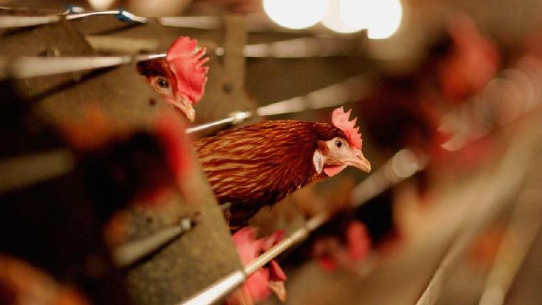 Laura Spinney acredita que é importante identificar as indústrias que geram riscos à saúde pública devido às suas más práticas(foto: Getty Images) Laura Spinney acredita que é importante identificar as indústrias que geram riscos à saúde pública devido às suas más práticas(foto: Getty Images)