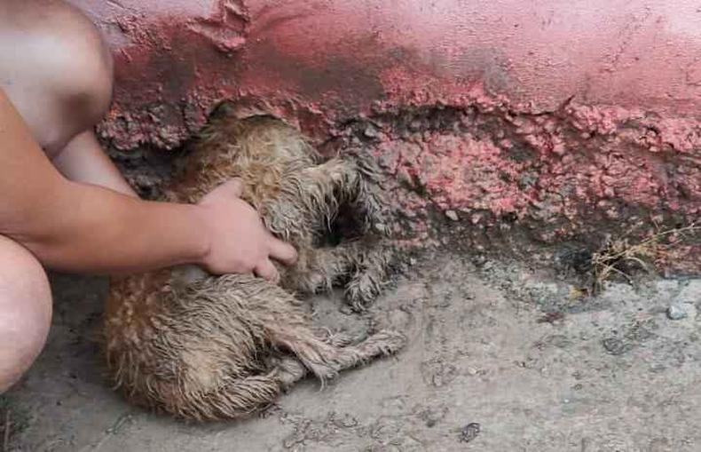 Cachorra com o corpo para fora de casa e a cabea presa do lado de dentro, atravs do buraco.