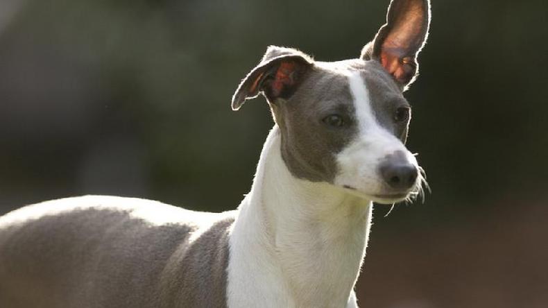 Um galgo italiano, como esse da imagem, foi o primeiro cachorro com um caso documentado de monkeypox(foto: Getty Images) Galgo italiano