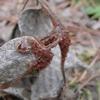 Homem morre de febre maculosa em Manhuaçu