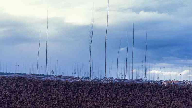 As rvores cultivadas em pastagens de gado podem ser vendidas como madeira para serraria, usada na construo civil ou em mveis, o que significa que o carbono armazenado nelas fica fora da atmosfera(foto: Getty Images)