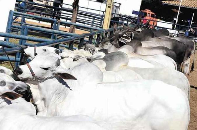Recepção de animais, que, neste ano, levam para o gramado a expectativa de preços num cenário de turbulência na economia e alta de custos da produção(foto: Rubio Marra//divulgação - 23/4/15) Recepção de animais, que, neste ano, levam para o gramado a expectativa de preços num cenário de turbulência na economia e alta de custos da produção(foto: Rubio Marra//divulgação - 23/4/15)