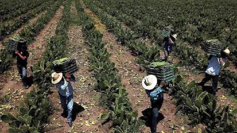 Trabalhadores agrcolas no Mxico colhem nopal branco, espcie de cacto, cujo suco pode ser usado para fabricar bioplsticos