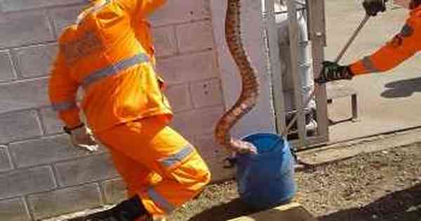 Serpente é capturada em empresa de lanternagem em Betim