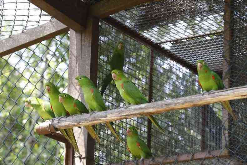Maioria dos animais tratados so aves vtimas de maus tratos(foto: Divulgao/Vale)