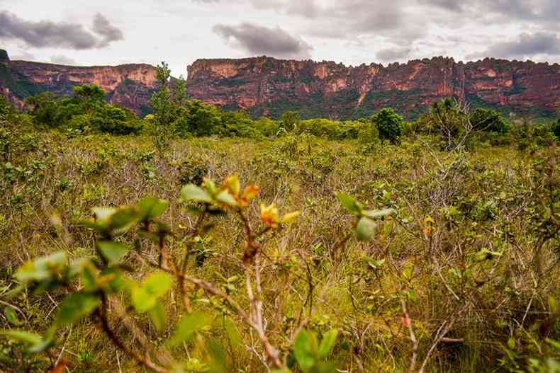 Vegetao tpica do Cerrado na regio da Chapada dos Guimares, no estado do Mato Grosso