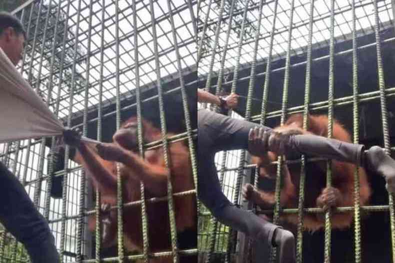 Orangotango agarra visitante em zoolgico e se recusa a solt-lo