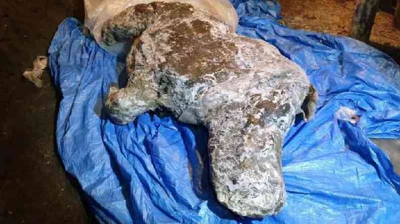 Carcaa foi encontrada por um morador nas margens de um rio no leste da Sibria em agosto de 2020
