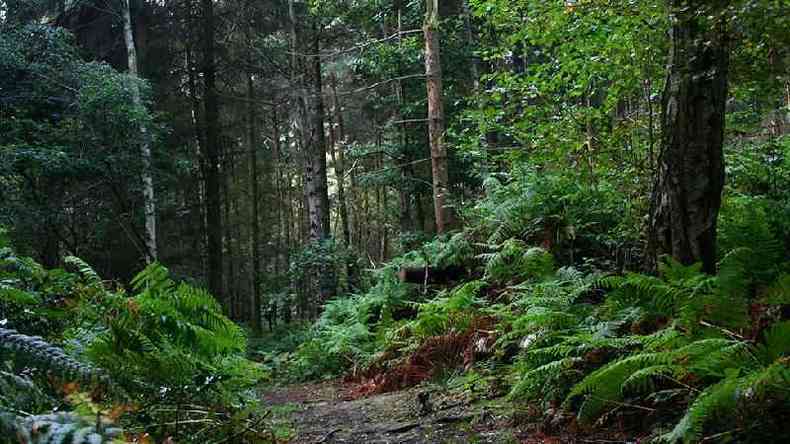 floresta em Charnwood